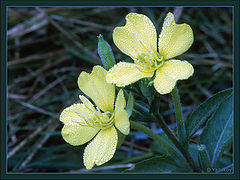 photo "Dew"
