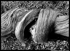 фото "Twister"