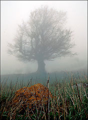 photo "Stone and tree"