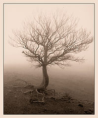 photo "Creeping tree"