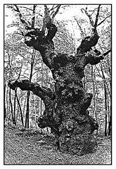 photo "Forest giant"