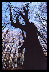 photo "Shout of the tree"