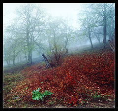 photo "Spring fog #2"