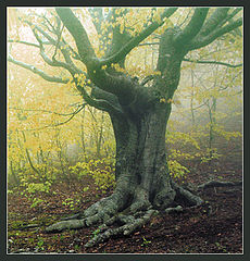 photo "Autumn tree"