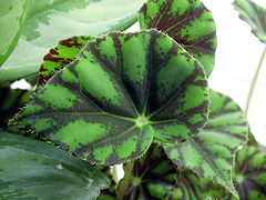 photo "Begonia "Salamander""