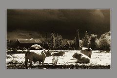 photo "Untitled photo"