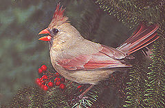 фото "Female Cardinal"