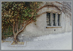 photo "The sity tree"