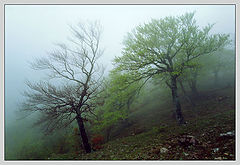 photo "Spring fog #6"
