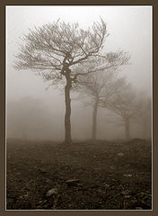 photo "Spring fog #7"