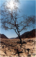 photo "The hot sun and a tree"