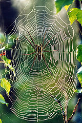 photo "A cobweb"