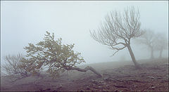 photo "A running trees"