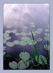 фото "The last sunbeams"