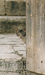 photo "The childhood"