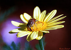 фото "Bee on a Daisy"