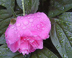 фото ""Raindrops Keep Fallin` On My Head""