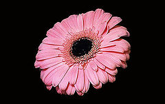 фото "Pink Daisy"