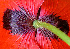 photo "A Poppy`s Posterior"