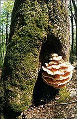 photo "A tree and a mushroom"
