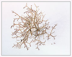 photo "Winter bush"