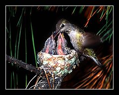 photo "Dinner Time"