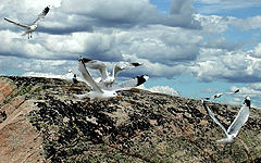фото "Wings"