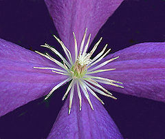 photo "Centerpiece"