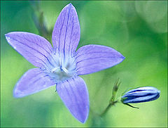 photo "Relatives"