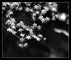 photo "Bloom"