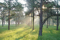 photo "Morning Mist"