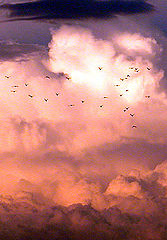 photo "Exodus At Dusk"