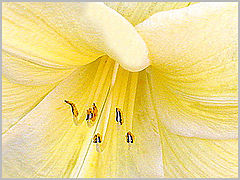 photo "Sunny Side Up""