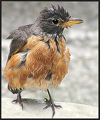 photo "Diagnosis:Traumatic Post-Bath Syndrome"