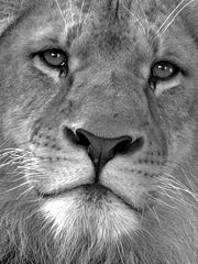 photo "Portrait of a Lion"