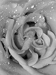 photo "Water Drops on a Roze"