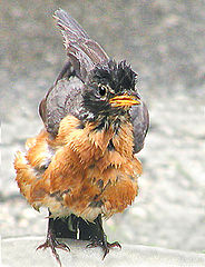 photo "Treatment Plan:"Ventilate Wings Before Departure""
