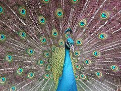 photo "Peacock"