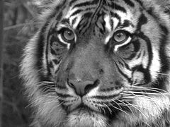 photo "Watchful Eyes"