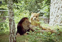 photo "KING"