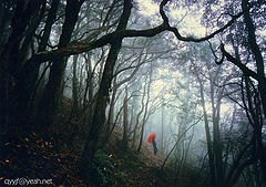 photo "virgin forest"