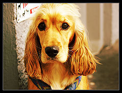 photo "Young, blond and single"