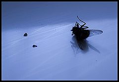 фото "Dead in Blue"