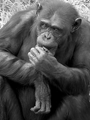 photo "The thinker"