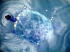 photo "Repost..Abstract in Blue"