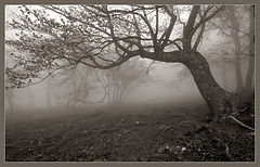 photo "trees and fog"