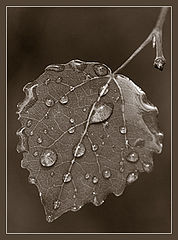 photo "After rain"