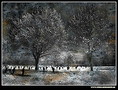 photo "The Graves"