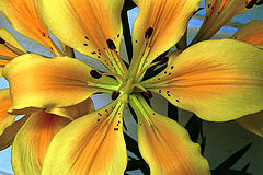фото "Lilyellow"