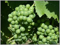 photo "Grapes"